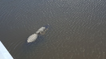 Big Ole Alligator