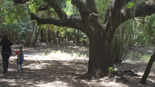 Very Cool Oak tree along the trail